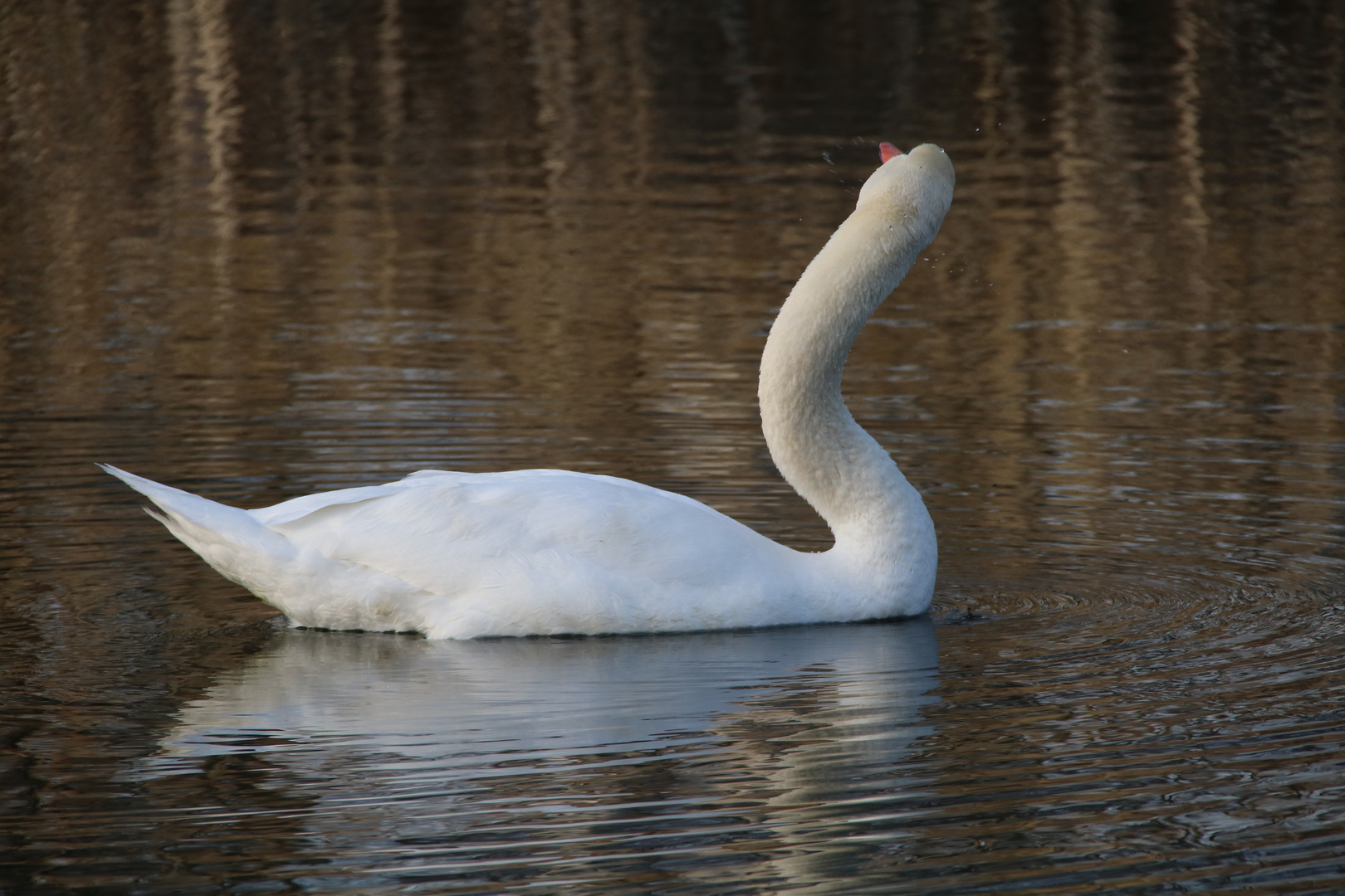 Schwan - Hals verdreht -