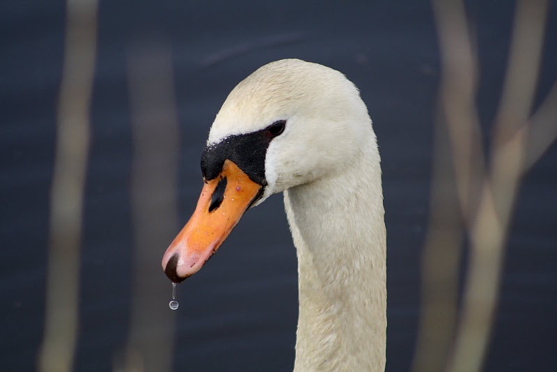 Schwan hatte Durst