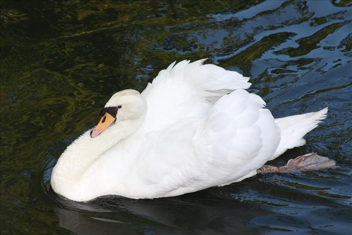 Schwan Heinrich