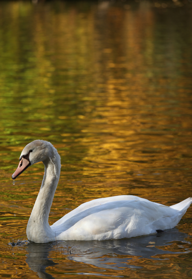 Schwan - Herbst