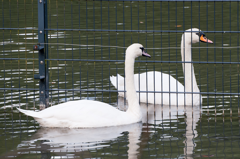 Schwan hinter Gitter