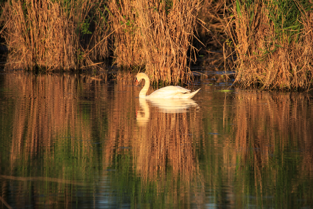 Schwan hoch2