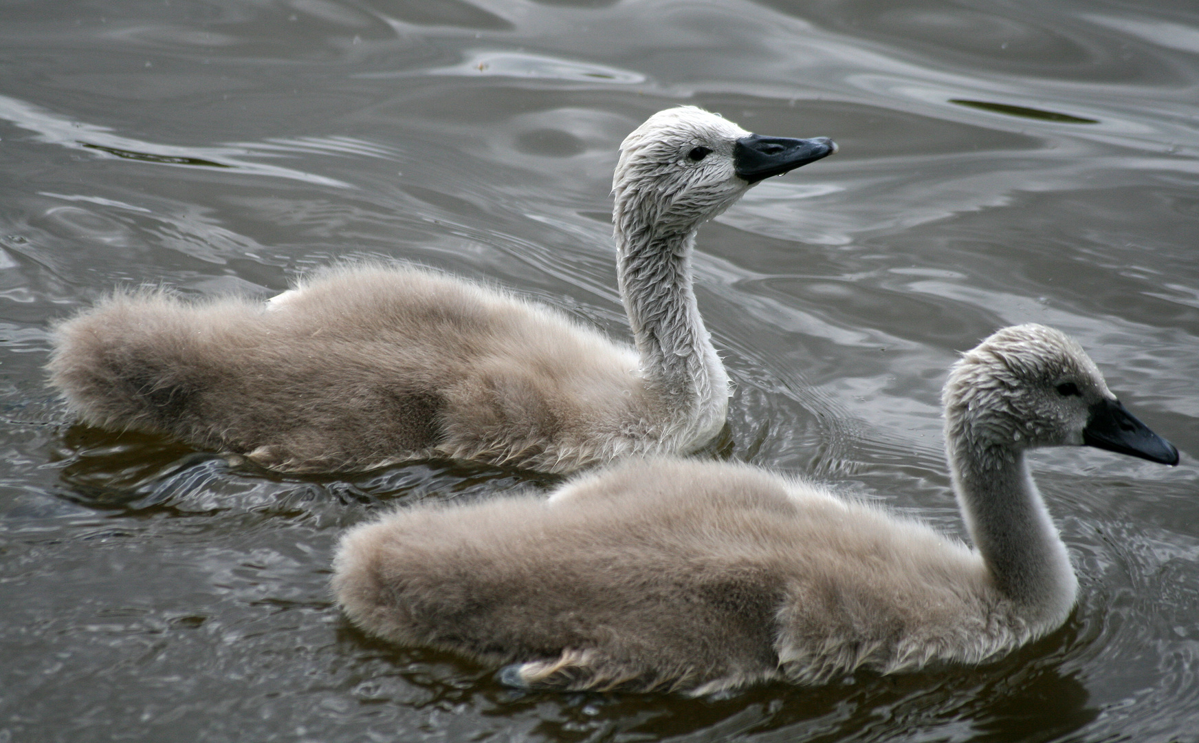 Schwan -Höckerschwan- Küken