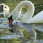 Schwan - hunrig oder eitel?