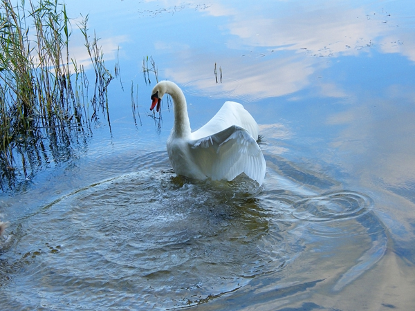 Schwan-Ich bin hier der König