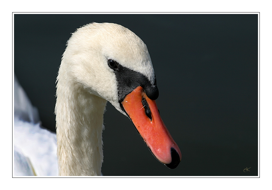 Schwan II