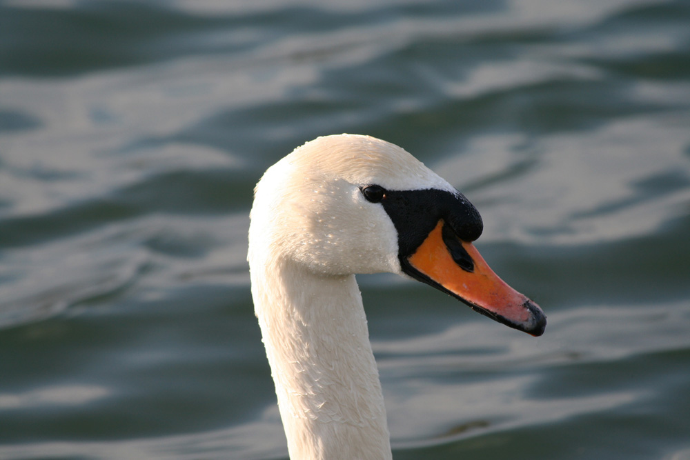 Schwan II