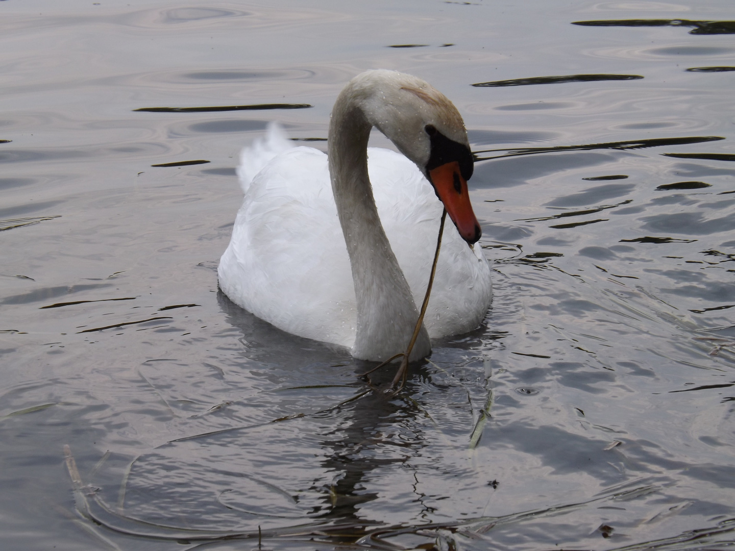 Schwan II