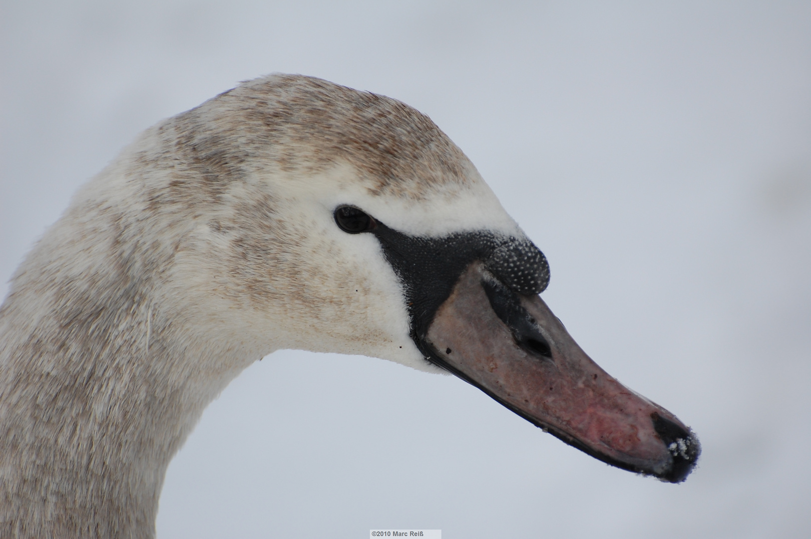 Schwan II