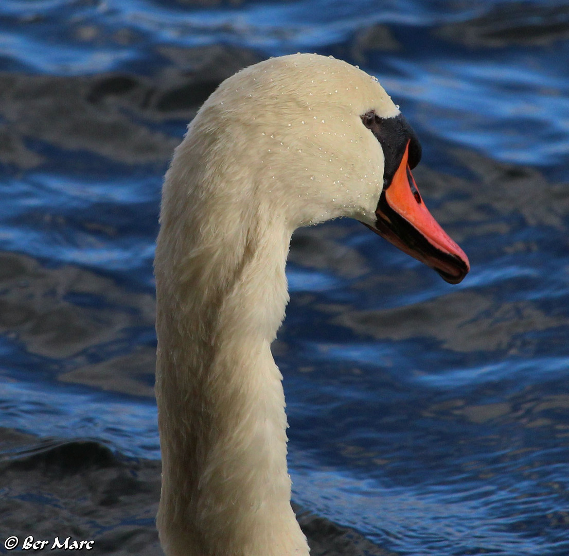 Schwan (II.)