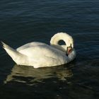 Schwan III