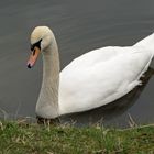 Schwan im Aalkistensee