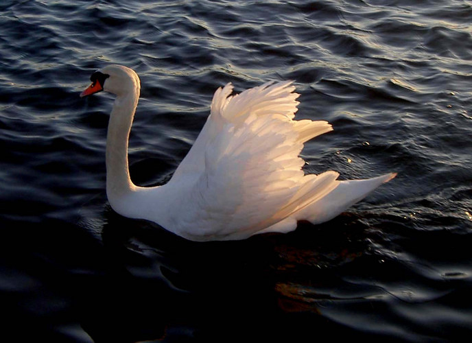 Schwan im Abendlicht