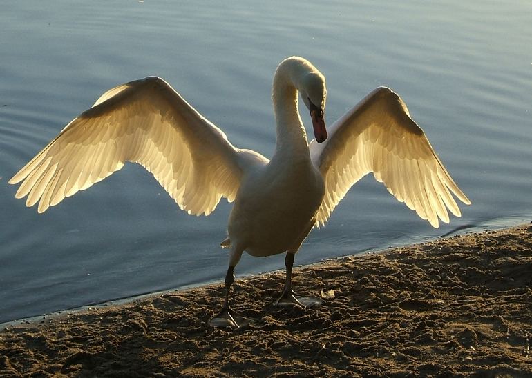 Schwan im Abendlicht