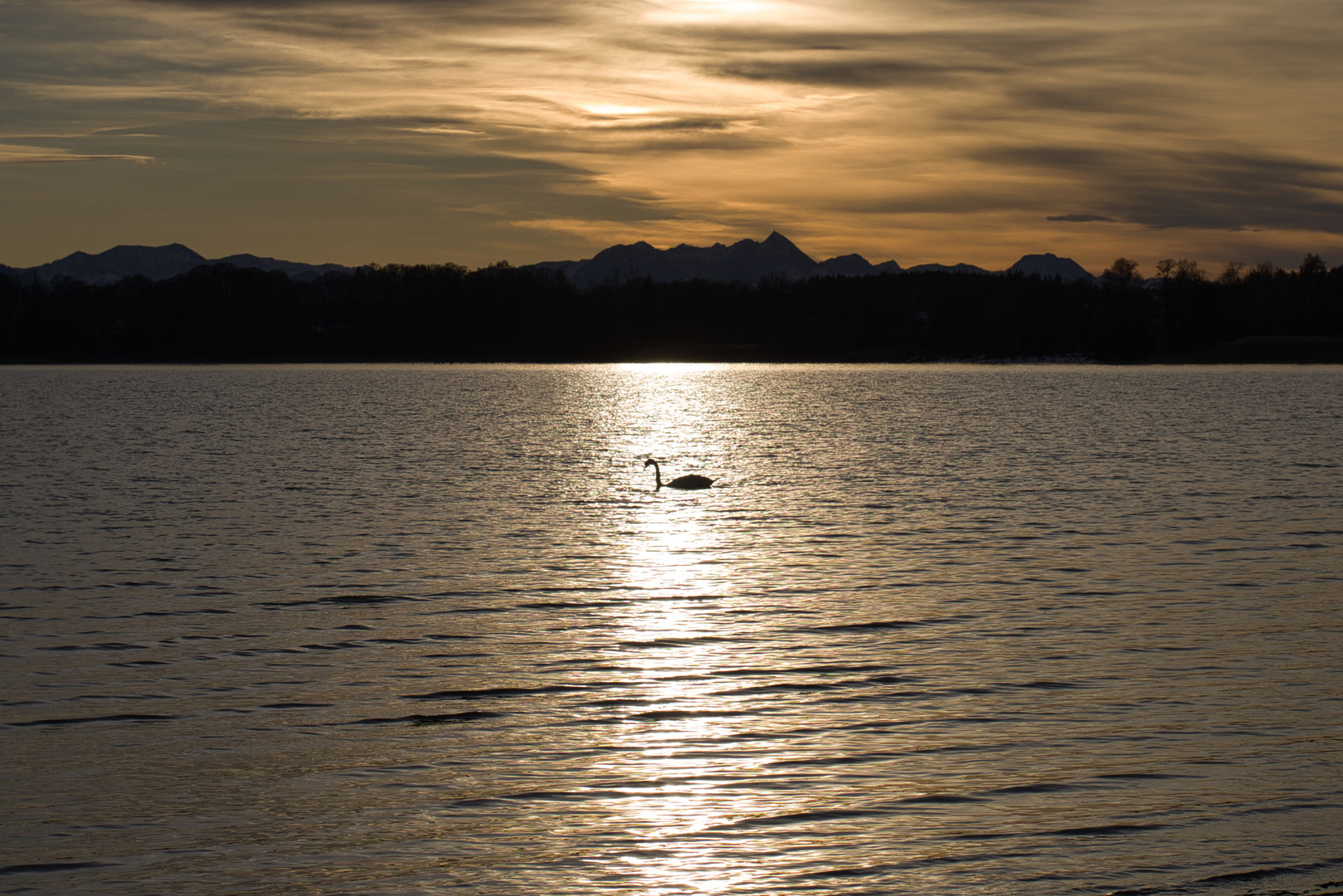 Schwan im Abendlicht