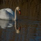 Schwan im Abendlicht _ 2