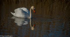 Schwan im Abendlicht _ 2