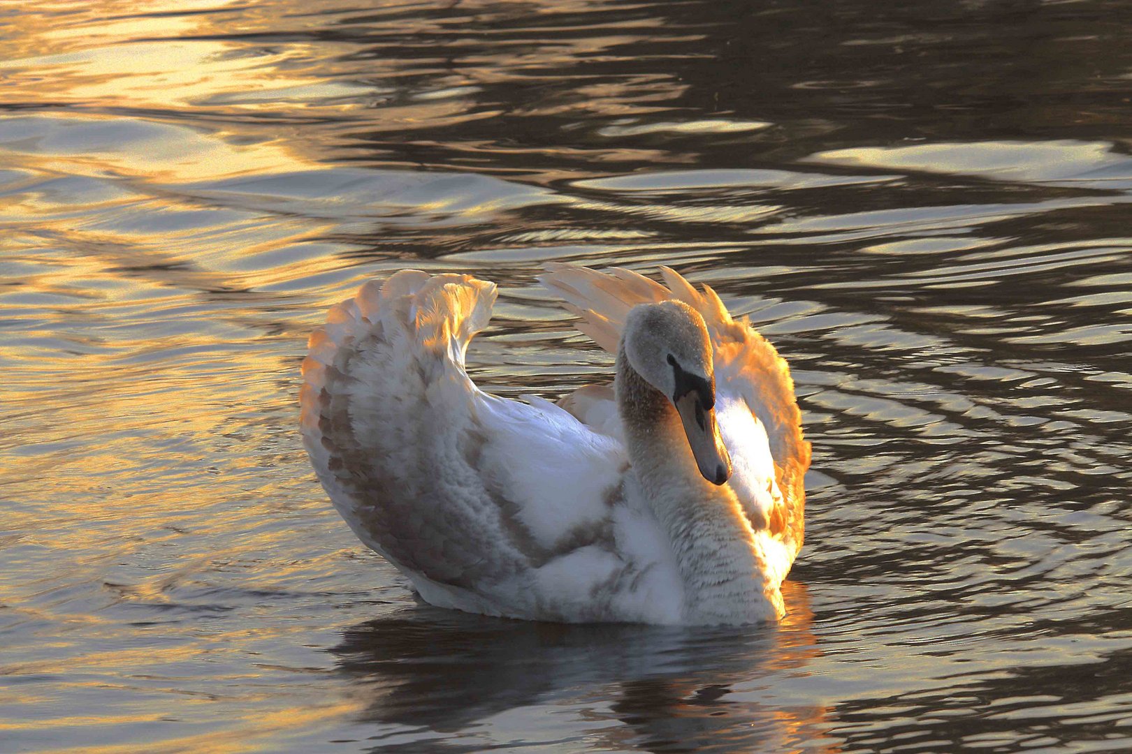 Schwan im Abendlicht