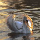 Schwan im Abendlicht