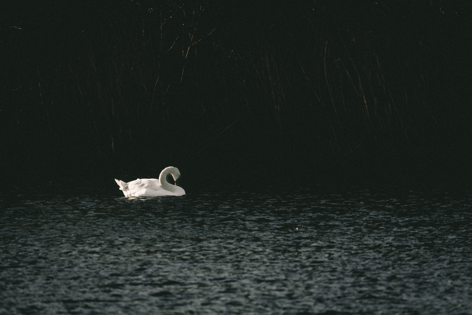 Schwan im Abendlicht