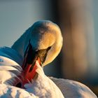 Schwan im Abendlicht