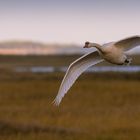 Schwan im Abendlicht