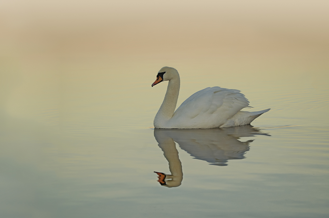 schwan im abendlicht