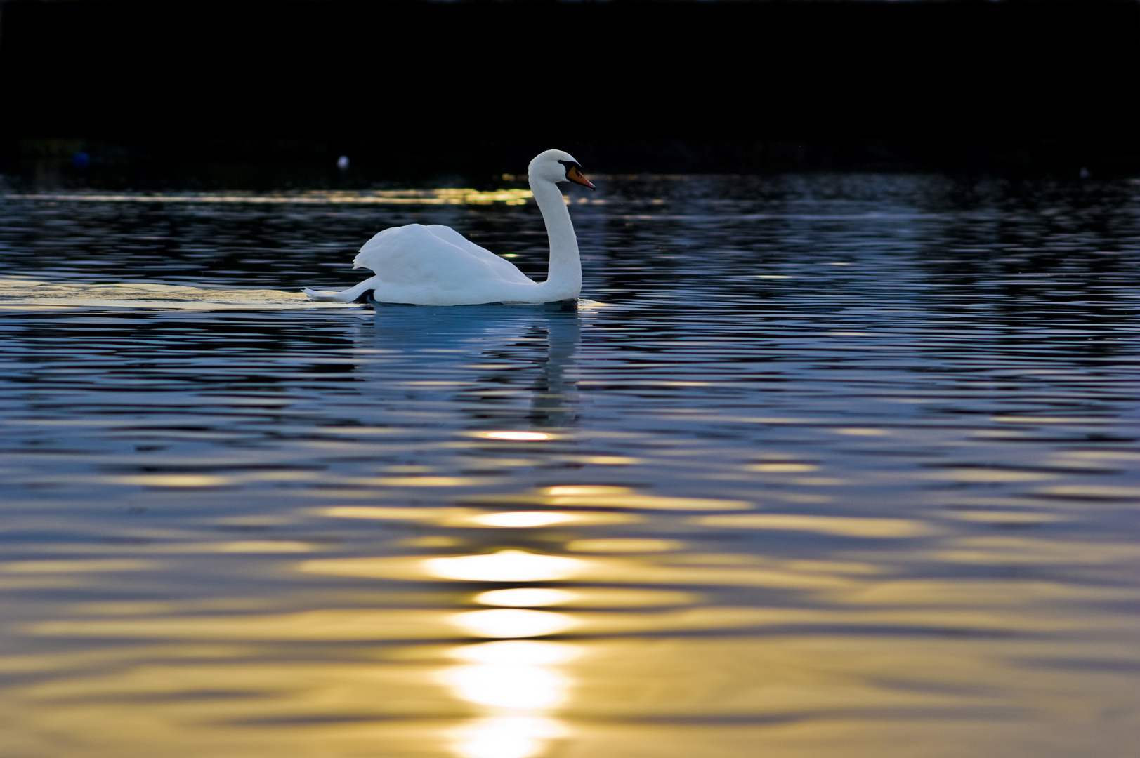 Schwan im Abendlicht