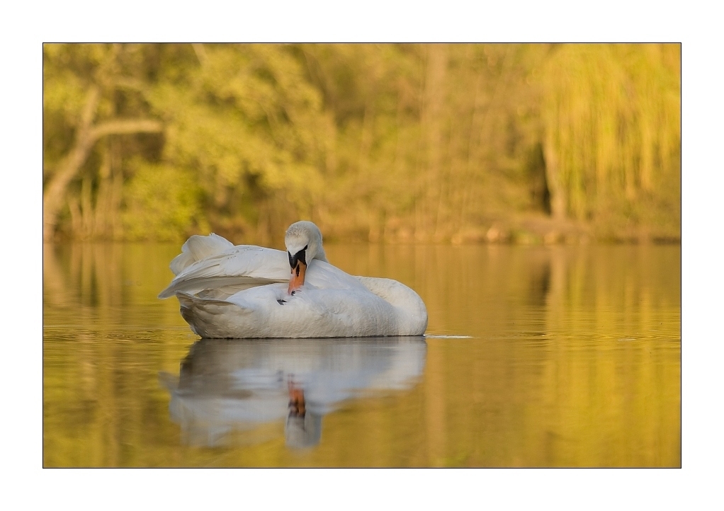 Schwan im Abendlicht