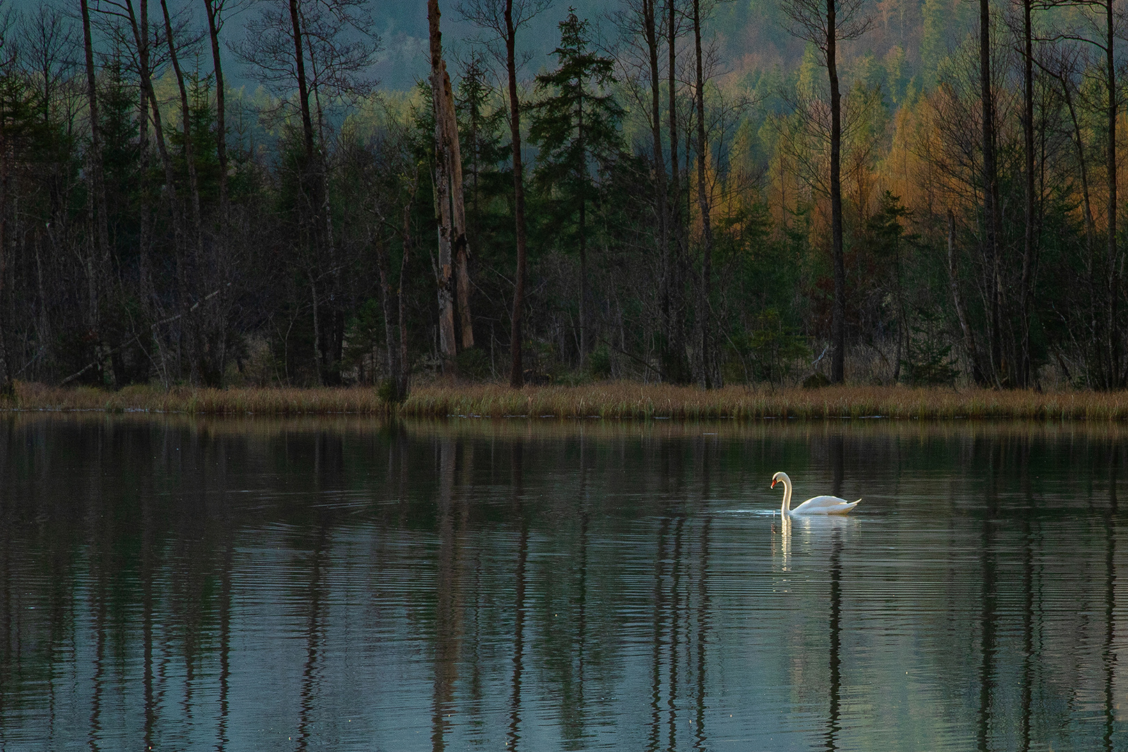 Schwan im Abendlicht