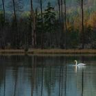 Schwan im Abendlicht