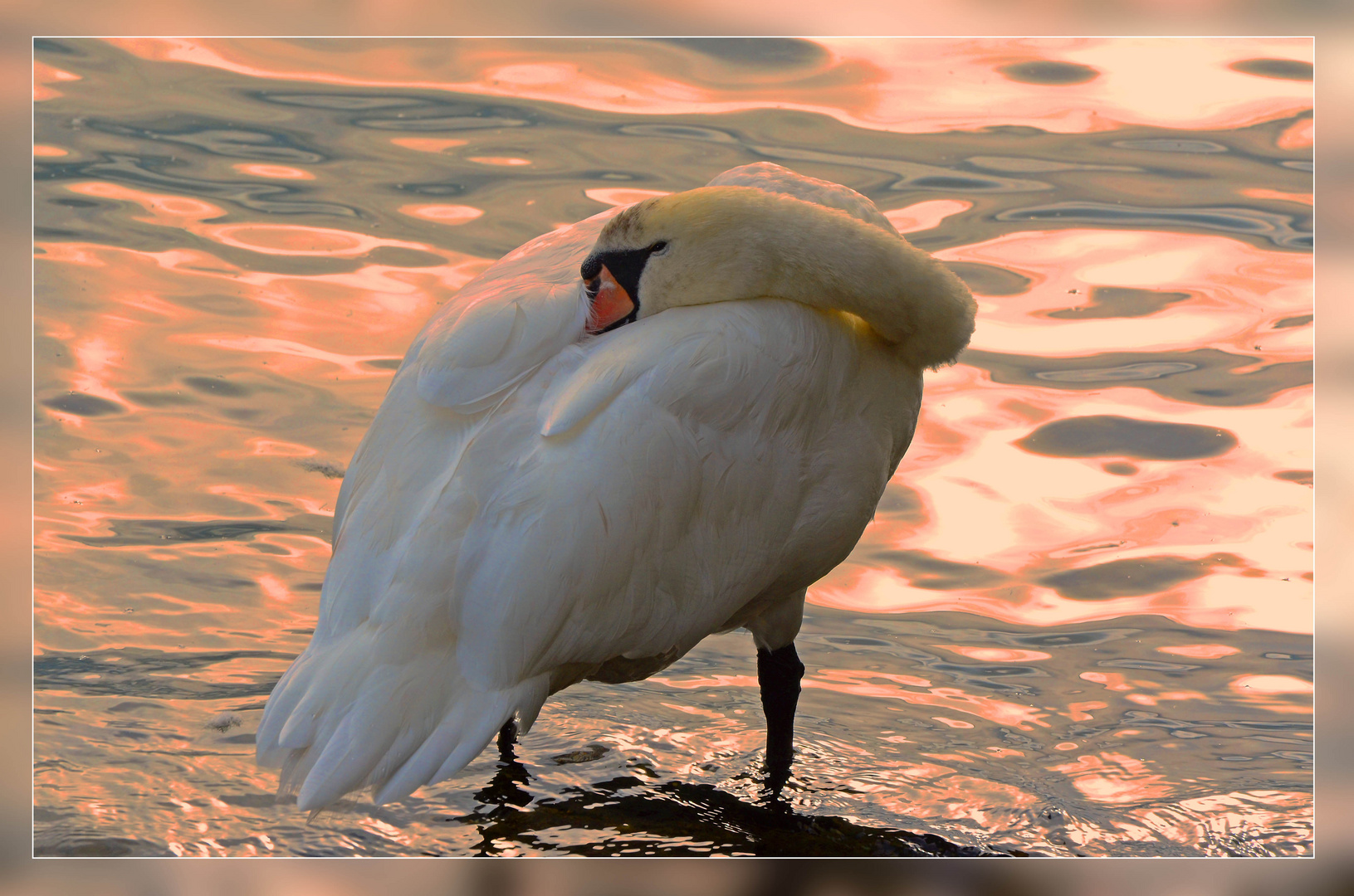 Schwan im Abendlicht