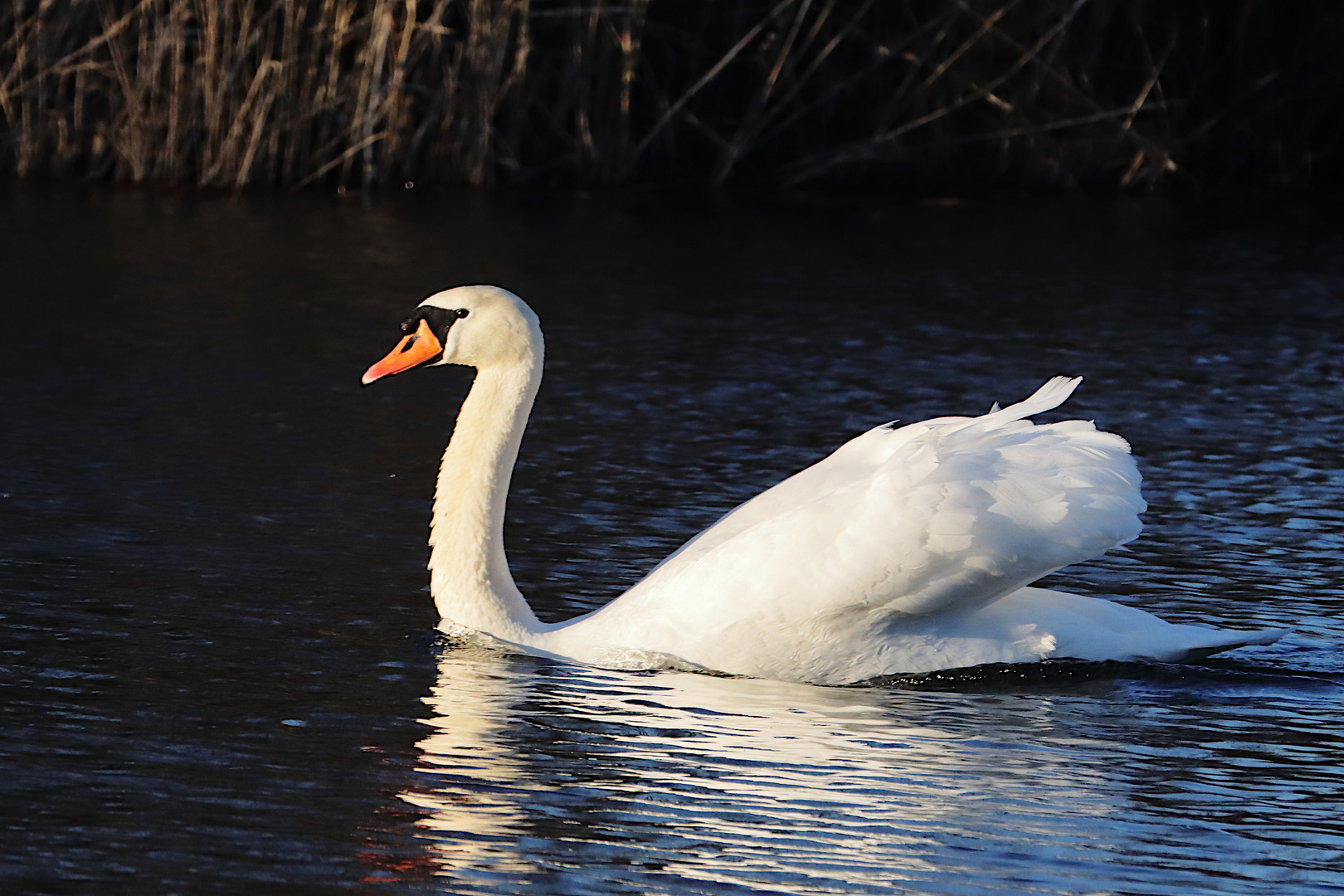 Schwan im Abendlicht