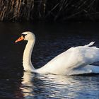 Schwan im Abendlicht