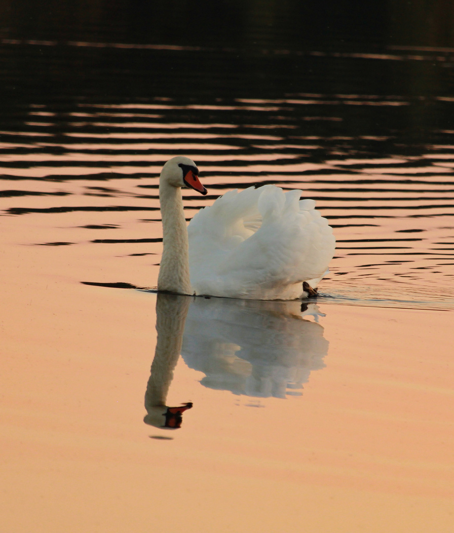 Schwan im Abendlicht