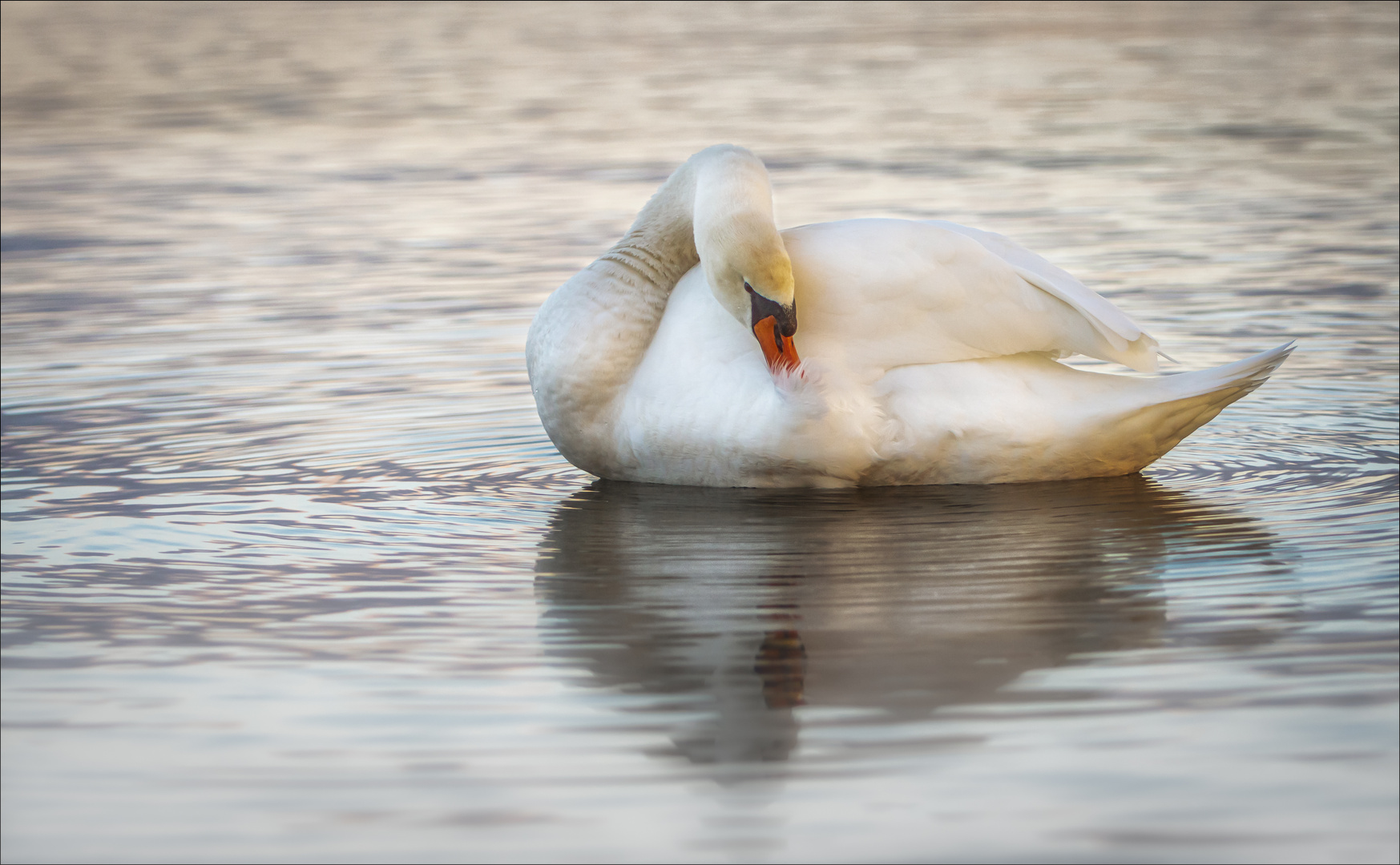 Schwan im Abendlicht