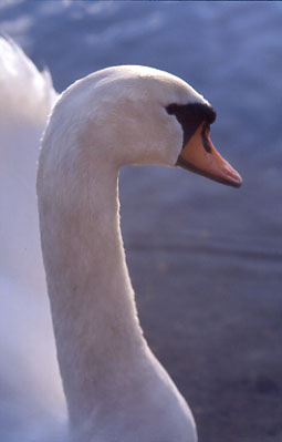 Schwan im Abendlicht