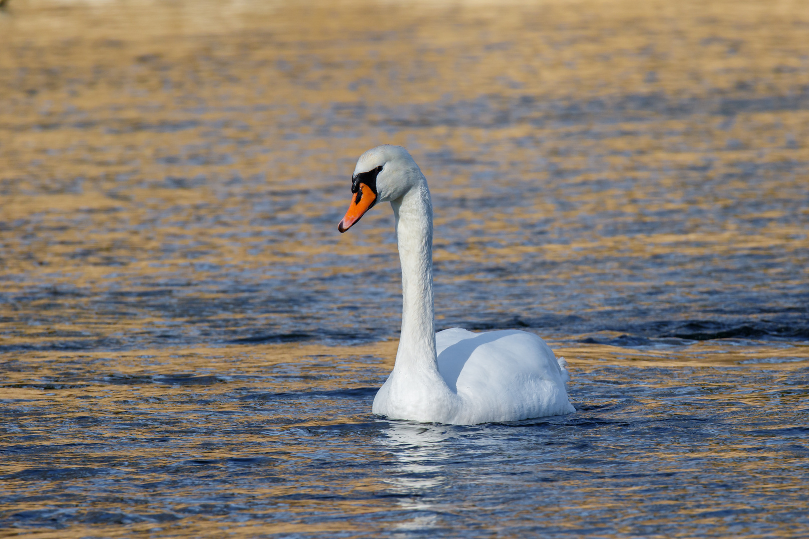 Schwan im Abendlicht