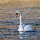 Schwan im Abendlicht