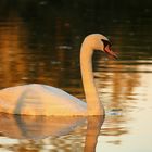 Schwan im Abendlicht