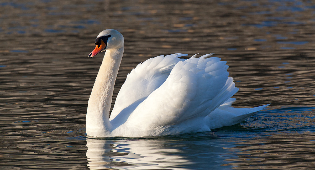 Schwan im Abendlicht