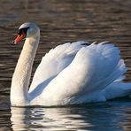 Schwan im Abendlicht