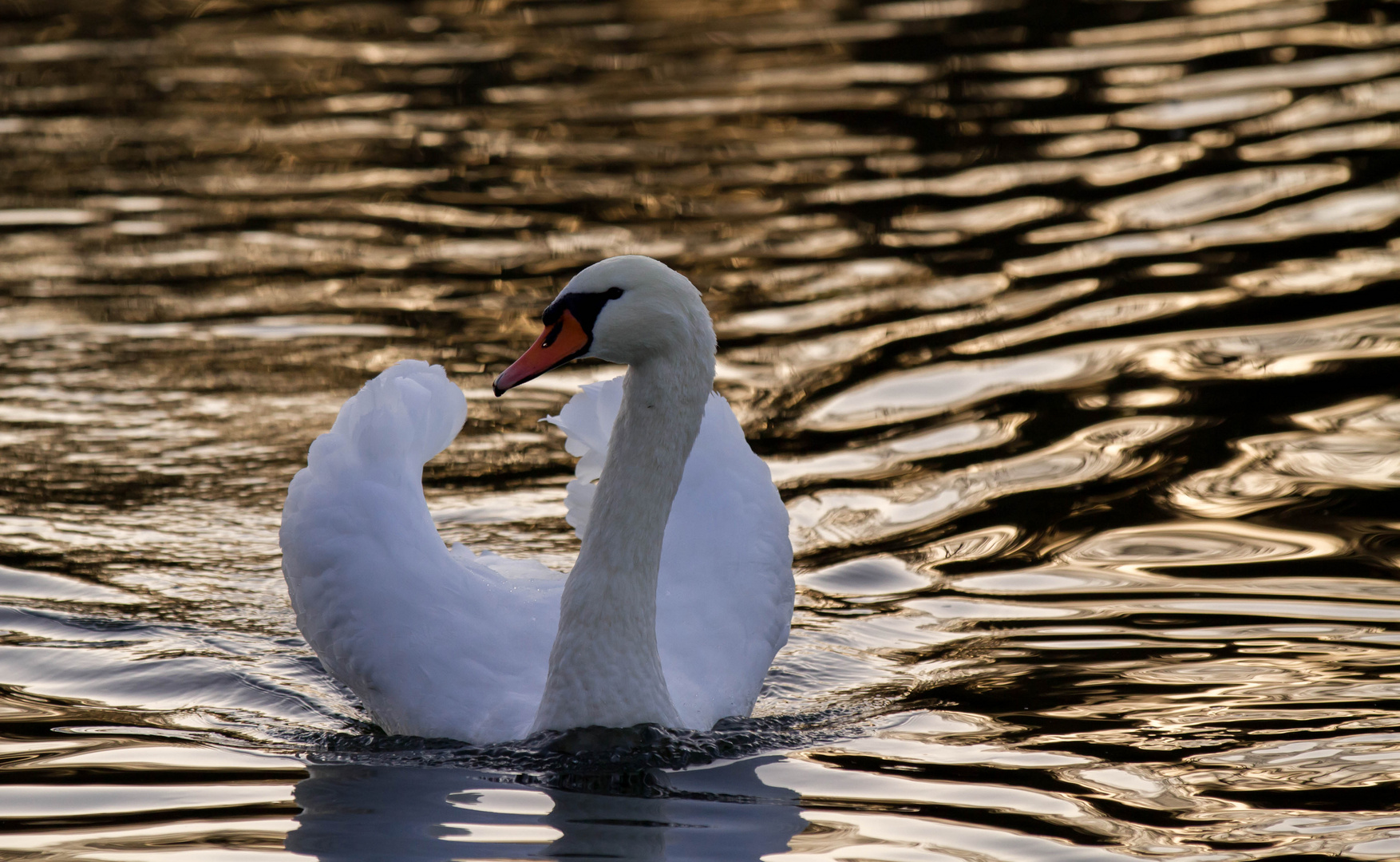 Schwan im Abendlicht auf der Regnitz