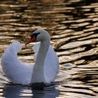 Schwan im Abendlicht auf der Regnitz