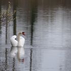 Schwan im Abendlicht