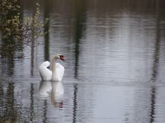 Schwan im Abendlicht