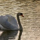 Schwan im Abendlicht