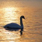 Schwan im Abendlicht