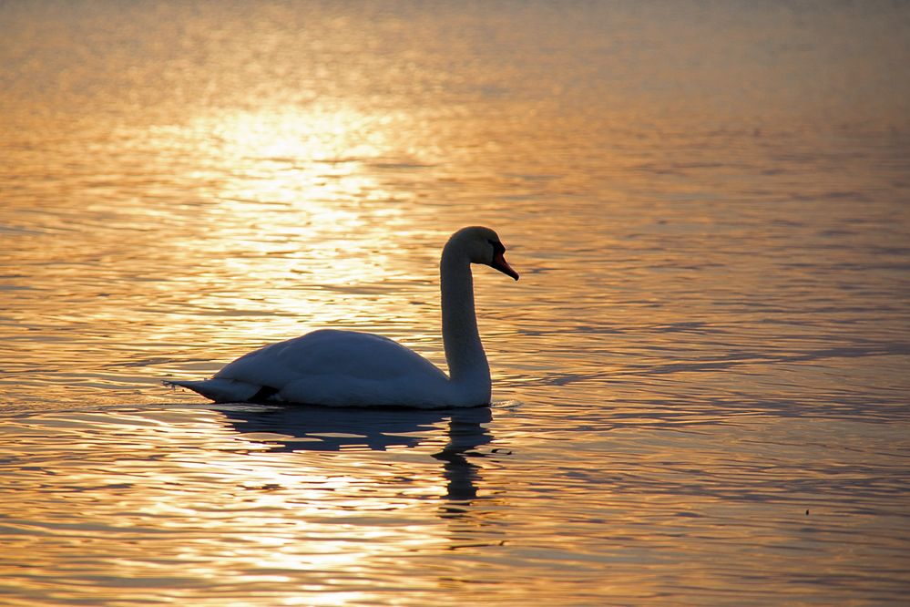 Schwan im Abendlicht