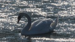 Schwan im Abendlicht